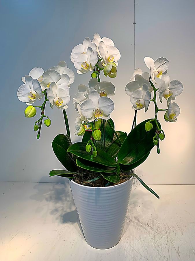 ミニ胡蝶蘭【新宿区内・無料回収対応】｜すべての商品｜むつ美花店