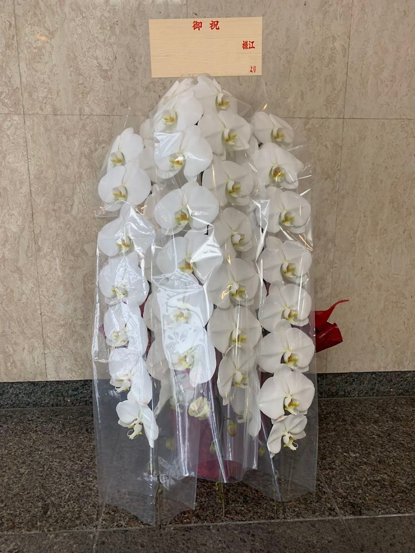 Flower Meister 白い胡蝶蘭 箱入り Timeless White（胡蝶蘭白5本立） I 花鉢-ゴトウフローリスト