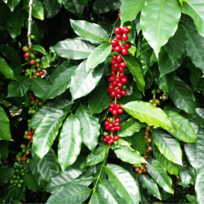 100％コナ エクストラファンシー 7oz | 100%コナ | Muu Muu COFFEE