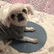 厚さ１ミリの薄いヒーター USBヒーター Heating Mat Heal（インコ ヒーティングマット ヒール）インクで温める 電磁波ゼロ