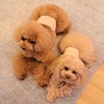 贅沢なカシミヤ100％ わんちゃんケープ | わんちゃんウェア |