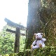 ��饫���ߥ����٥ӡ����ƥǥ��٥�����٥�������Υ�顦�٥ӡ��٥��ʡ֥��ߤˤ����ʤ��ץ�����̿��Υ��ߥ�����ˡ�15cm��