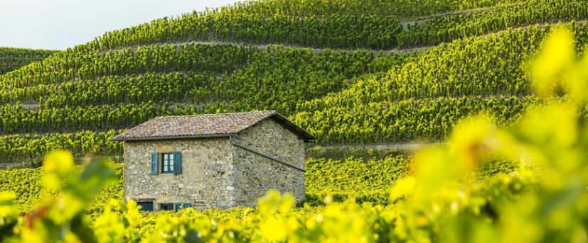 ポール・ジャブレ・エネ　クローズ・エルミタージュ ドメーヌ・ド・タラベール 赤　2014詳細画像イメージ