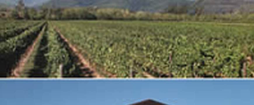 ヴィエ・ディ・ロマンス　チャンパニス シャルドネ　2020詳細画像イメージ