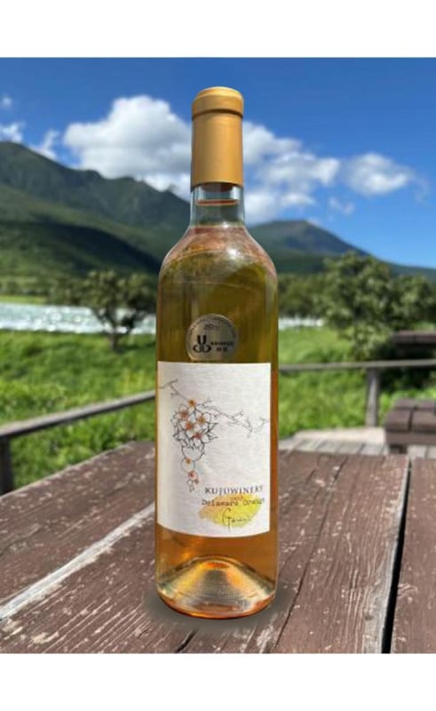 久住　デラウェアオレンジGemini　2024