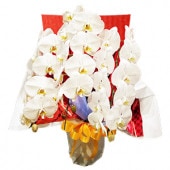 ��PH-02�۸�ĳ������Ω��