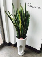 ��KA-01�ۡ����󥹥٥ꥢ