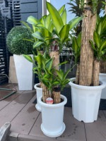 ��KA-07�ۡ���ʡ���ڡ�7��ץ饹���å�ȭ