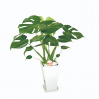 ��KY-02�ۥ�󥹥ƥ�7���ƫ��ȭ