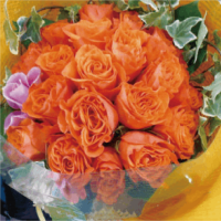 ��B-12�ۥ������֡���