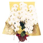 ��PH-04�۸�ĳ������Ω��