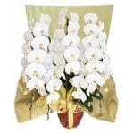 ��PH-05�۸�ĳ������Ω������