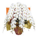 ��PH-06�۸�ĳ������Ω��