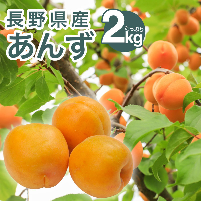もうすぐ終了】【特別価格】2026年産生あんず ジャム用 2kg 加工用