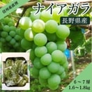 ⤦λľۥʥ  67˼ 1.61.8kg  ʲ츩ΥϰԲġˡ9ܰʹ߽вͽ ֤ɤ ƺ ֤ɤ Ĺ  ʪ ե롼