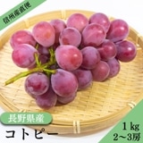 ��ͽ�����䳫�ϡ�������ľ���ۥ��ȥԡ� ��1kg������˼ �������� �ʲ��츩��Υ���ϰ������Բġˡ�10��ܤ��в�ͽ��۴����ʼ� �֤ɤ� Ĺ�� ���� ��ʪ �ե롼�� ��ƺ