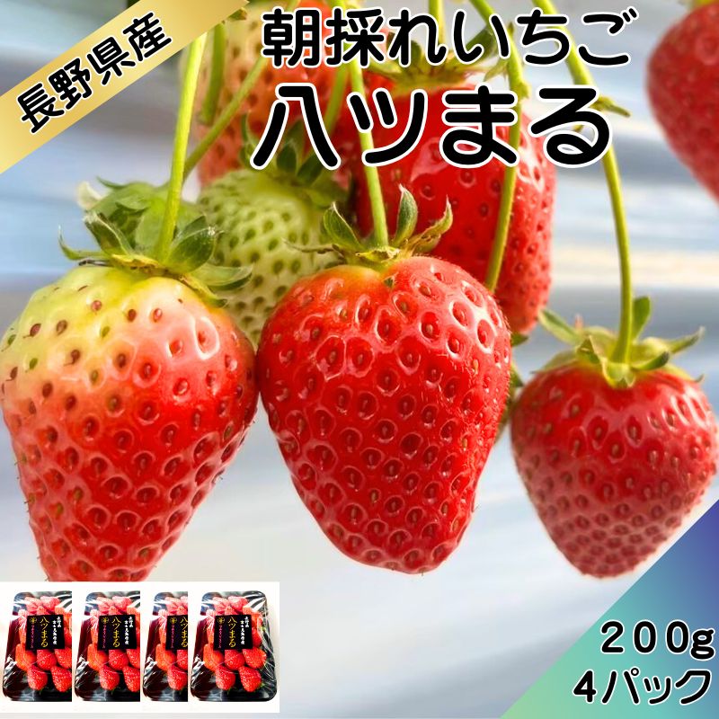 信州産直便】贈答用 いちご 八ツまる200g×4 送料込 ギフト 母の日