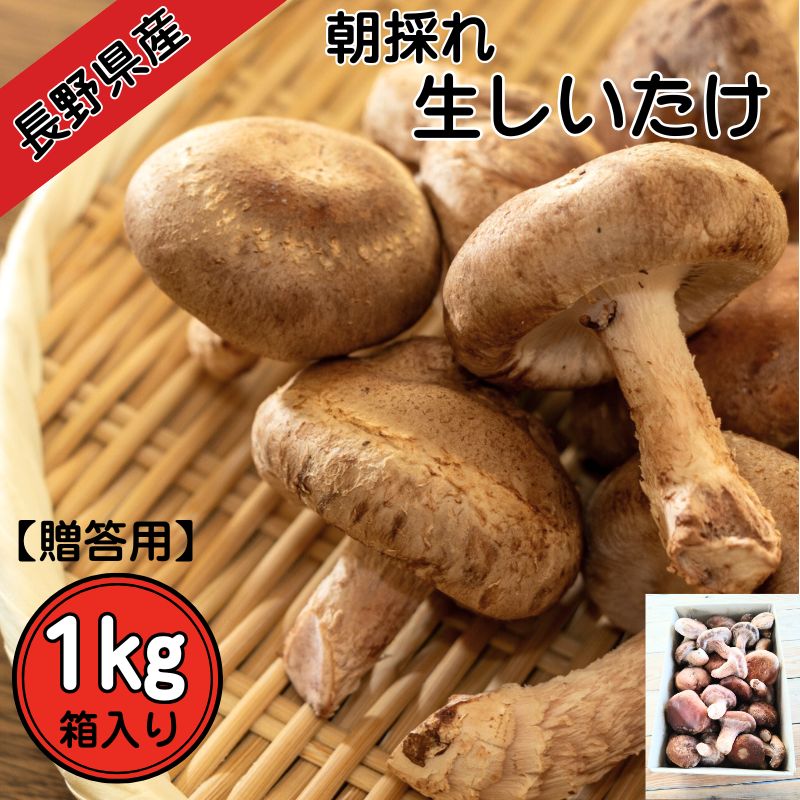 長野県産】【贈答用】朝採れ生しいたけ 1kg 箱入り 長野県 信州 新鮮