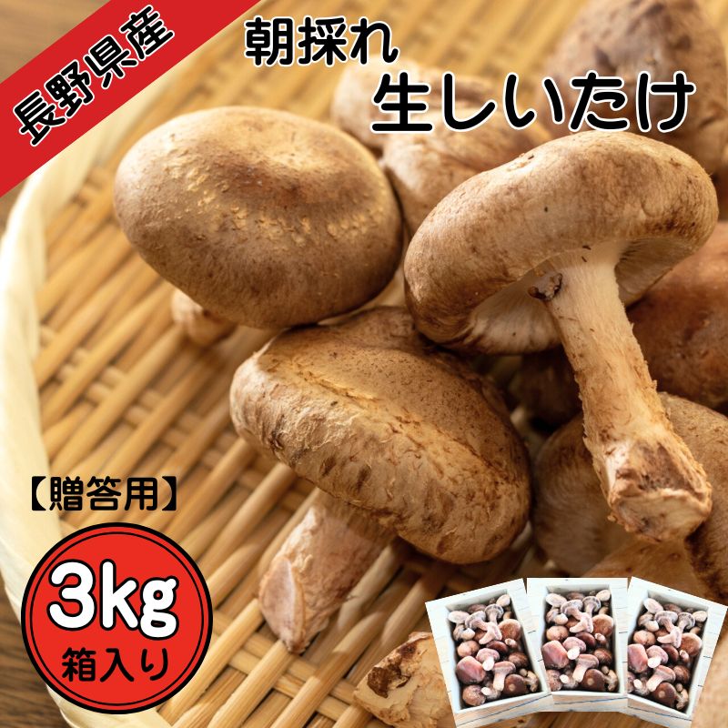 長野県産】【贈答用】朝採れ生しいたけ 3kg 箱入り 長野県 信州 新鮮