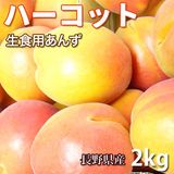 ڽвٳϡۡڤ⤦λ7/6ޤǡۡĹۥϡå 2kg Ѥ   6ܺ缡ȯ ʲ졦ΥԲġ