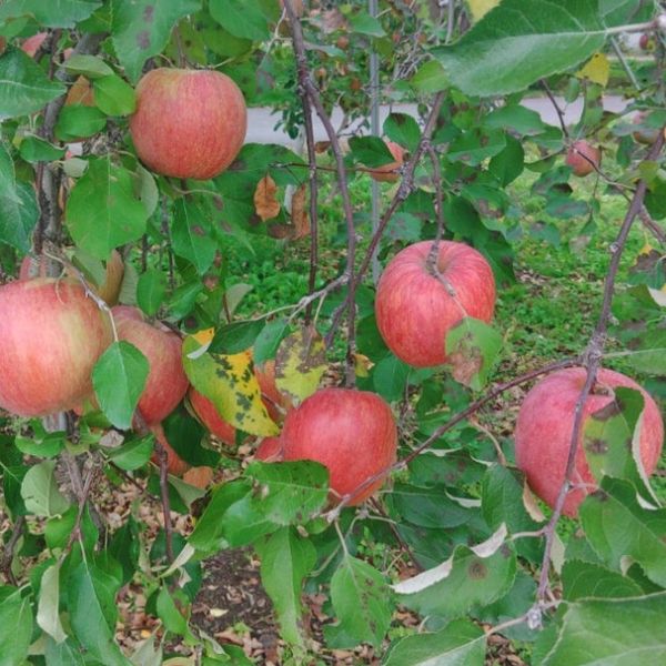 ���вٳ��ϡ�������ľ���ۤ�� ����դ� 5�� £���ѡʾ��̡�18��20������ �������ʲ��츩��Υ���ϰ������Բġ�