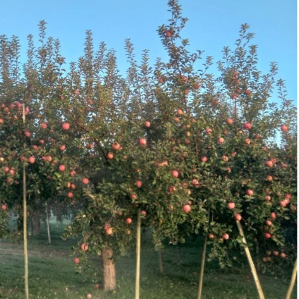 ���вٳ��ϡ�������ľ���ۤ�� ����դ� 5�� £���ѡʾ��̡�18��20������ �������ʲ��츩��Υ���ϰ������Բġ�