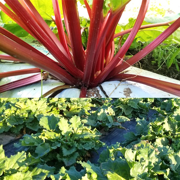 ��300P�Ը���ۿ����֤ʥ�С��֡���ӡ���С��� 3kg �������ʲ�������1,590�ߡ�