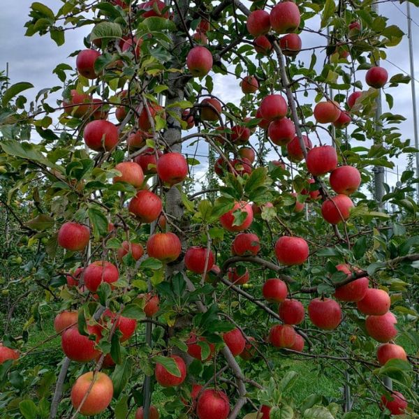 ���вٳ��ϡ�������ľ����Ĺ������ ���ʥΥ������� 3kg £���ѡʾ��̡� 11〜12������ ������ �ʲ��츩��Υ���ϰ������Բġ�