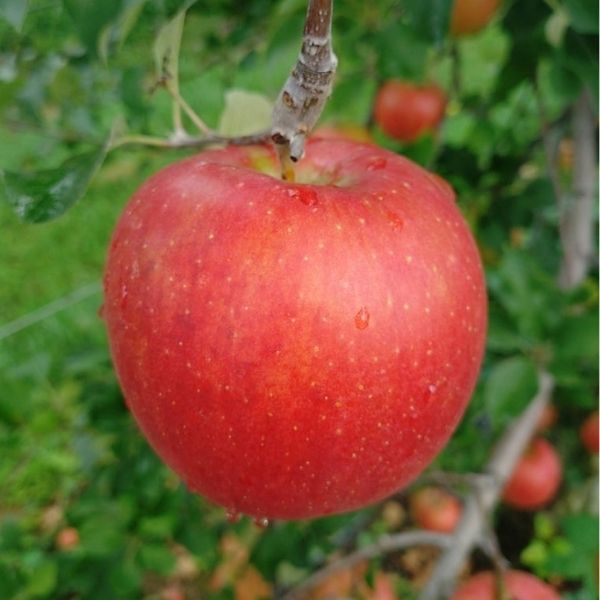 ���вٳ��ϡ�������ľ����Ĺ������ ���ʥΥ������� 3kg £���ѡʾ��̡� 11〜12������ ������ �ʲ��츩��Υ���ϰ������Բġ�