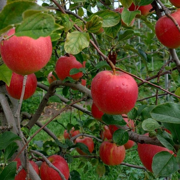 ���вٳ��ϡ�������ľ����Ĺ������ ���ʥΥ������� 3kg £���ѡʾ��̡� 11〜12������ ������ �ʲ��츩��Υ���ϰ������Բġ�