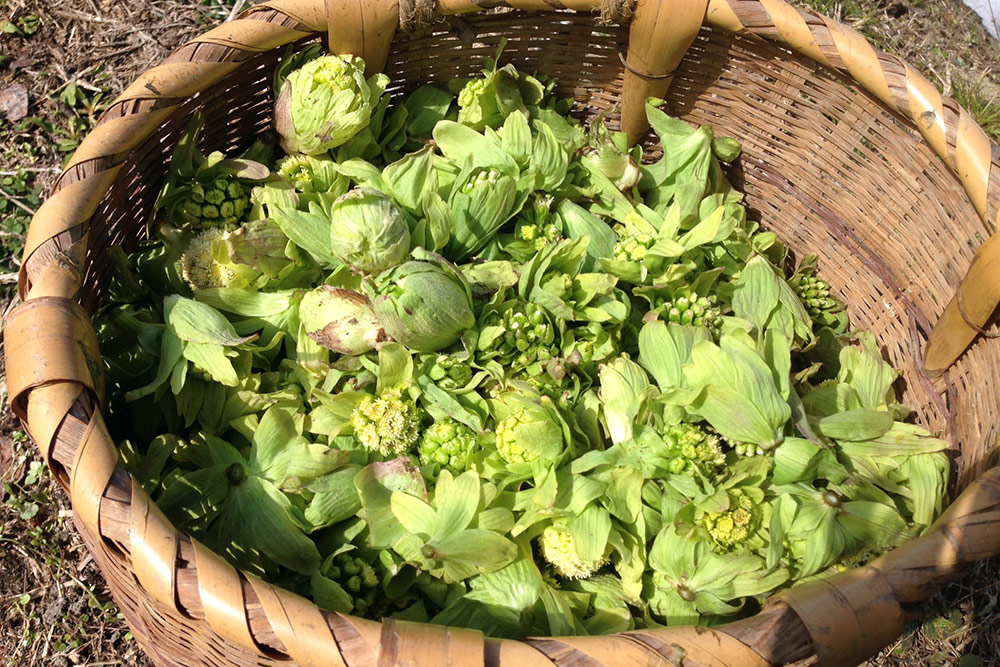 ��ͽ�󳫻ϡۡڣ����Ⱦ�缡�в�ͽ��ۿ����λ��ڤȽ���ڤΥ��åȡ�4����ʾ������������ (���졦Υ�������Բġ�