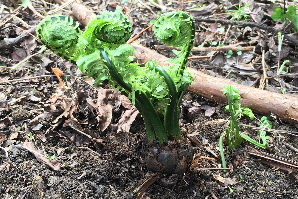 ��ͽ�󳫻ϡۡڣ����Ⱦ�缡�в�ͽ��ۿ����λ��ڤȽ���ڤΥ��åȡ�4����ʾ������������ (���졦Υ�������Բġ�