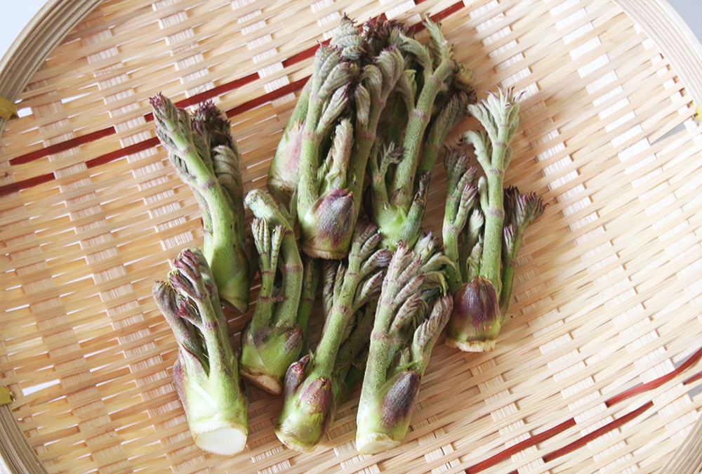 ��ͽ�󳫻ϡۡڣ����Ⱦ�缡�в�ͽ��ۿ����λ��ڤȽ���ڤΥ��åȡ�4����ʾ������������ (���졦Υ�������Բġ�