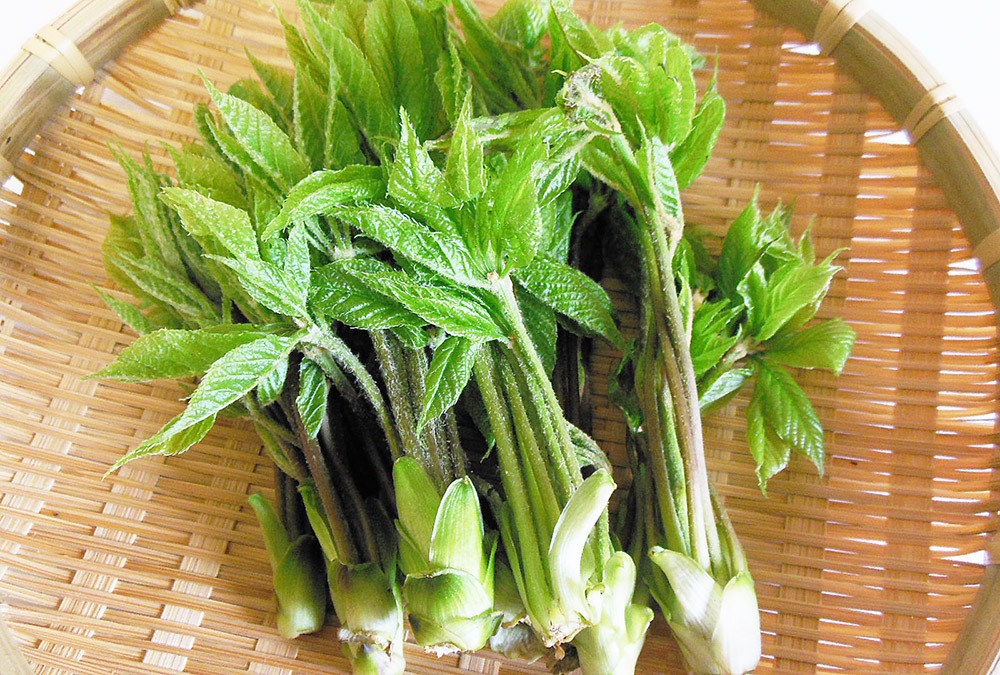 ��ͽ�󳫻ϡۡڣ����Ⱦ�缡�в�ͽ��ۿ����λ��ڤȽ���ڤΥ��åȡ�4����ʾ������������ (���졦Υ�������Բġ�