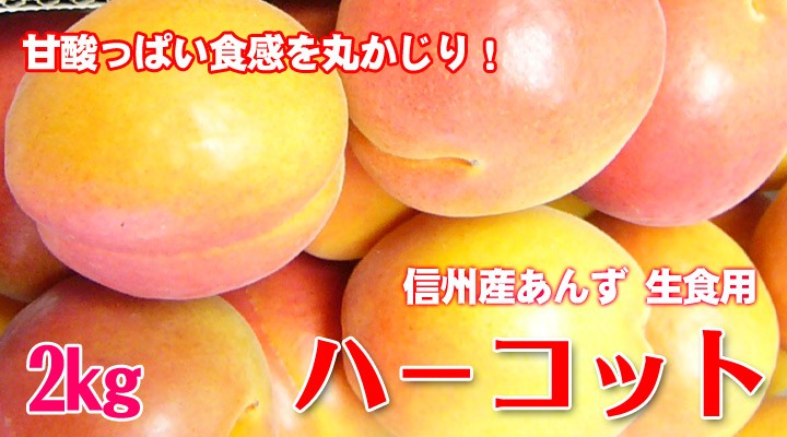 ��300P�Ը���ۡ�ͽ�����䳫�ϡۡ�Ĺ����ۥϡ����å� 1kg �����Ѥ���  ������ ��6��ܺ����缡ȯ�� �ʲ��졦Υ��������Բġ�