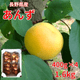 ��300P�Ը���ۡڿ�������������󤺡ؿ�����¡١� 400g��4  1.6kg �å쥷�ԡ�������Ʊ�� ������ �ڣ���ܰʹ߽в�ͽ��ۿ������ ���渵 ���渵 ����� ���ե� ���� Ĺ�� ���� �ɡ�(���������Բġ�