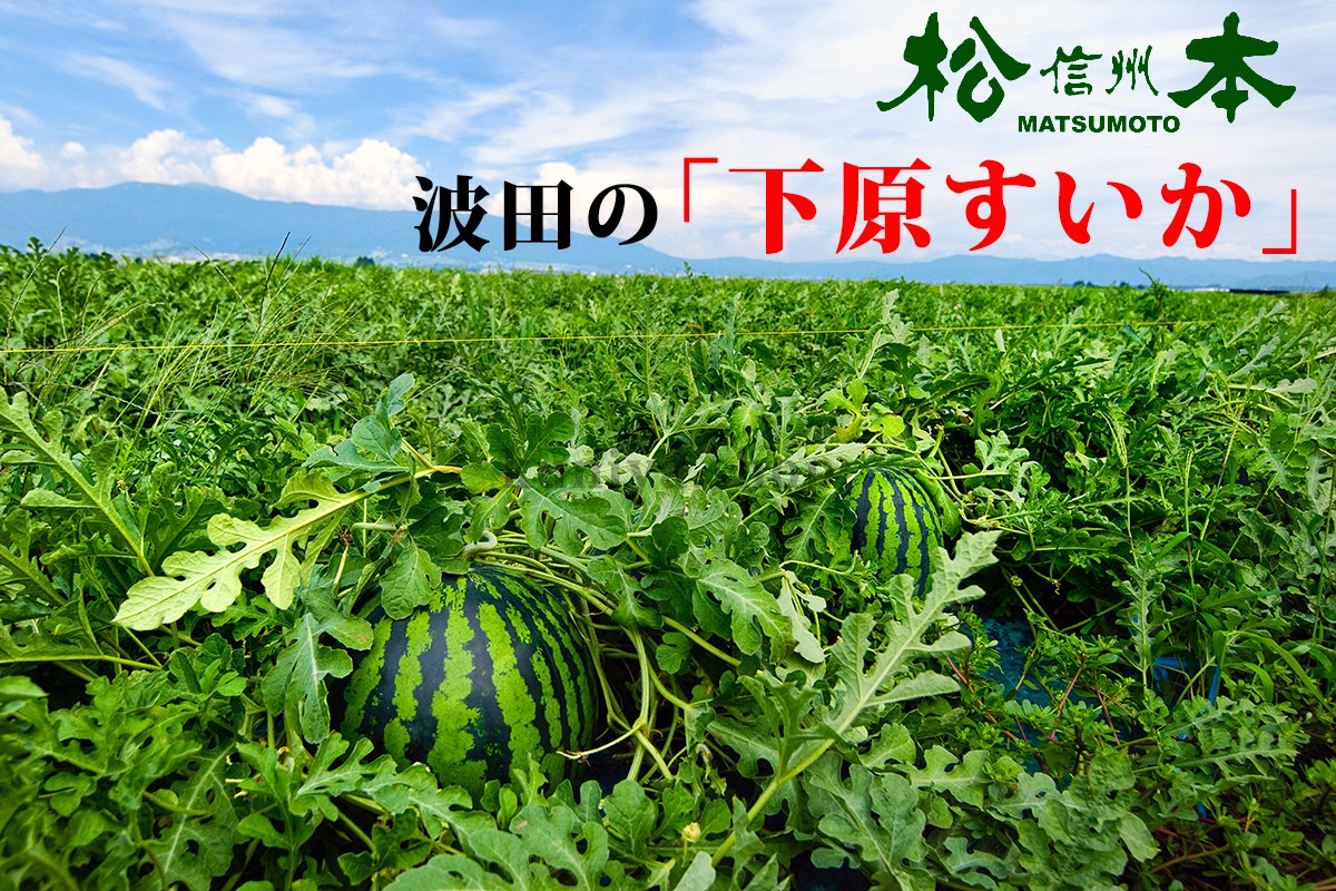 ��ͽ�����䳫�ϡۿ����������Ļ��ֲ�����������2L (7��8kg)1�� ������ ��7����ܺ����缡ȯ�� ���Ļ� ���ĤΤ����� �������ʲ��졦Υ��������Բġ�