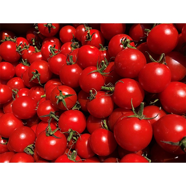 �ߥ˥ȥޥȥ��塼����180ml��10�ܥ��å� ���ϥߥ˥ȥޥ�100����� ���ȥ꡼�ࡦ�ե����� �������ʲ��졦Υ������1,370�ߡ�