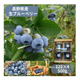 �ڴ��ָ���ۡ�ͽ�����䡿����ϥե�å������֥롼�٥꡼��500g��Ĺ�� �����ʲ�������1,090�ߡ�