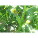 �ں���ʬ��λ�ۡڴ��ָ������̲��ʡۺ����ܡ�ī�Τ�ե롼�ĤȤ�������� 6�� ������ ��� Ĺ�� �Τ줿��  ���� ( ���졦Υ�������Բġ�