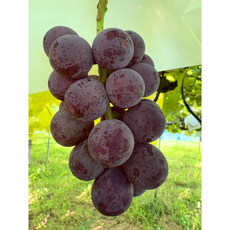 ��ͽ�����䡿������ľ����Ĺ��� ��̵������ 1.6kg��(���츩��Υ���ϰ������Բġ� 9����ܰʹߤ���缡ȯ��