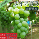 �ڥ��饷�������̲��ʡۡ���ǯ��͵��ۥʥ������� 12��13˼ 3.5kg�ʾ� �������� �ʲ��츩��Υ���ϰ������Բġ� �֤ɤ� ��ƺ ��֤ɤ� Ĺ�� ���� ��ʪ �ե롼��