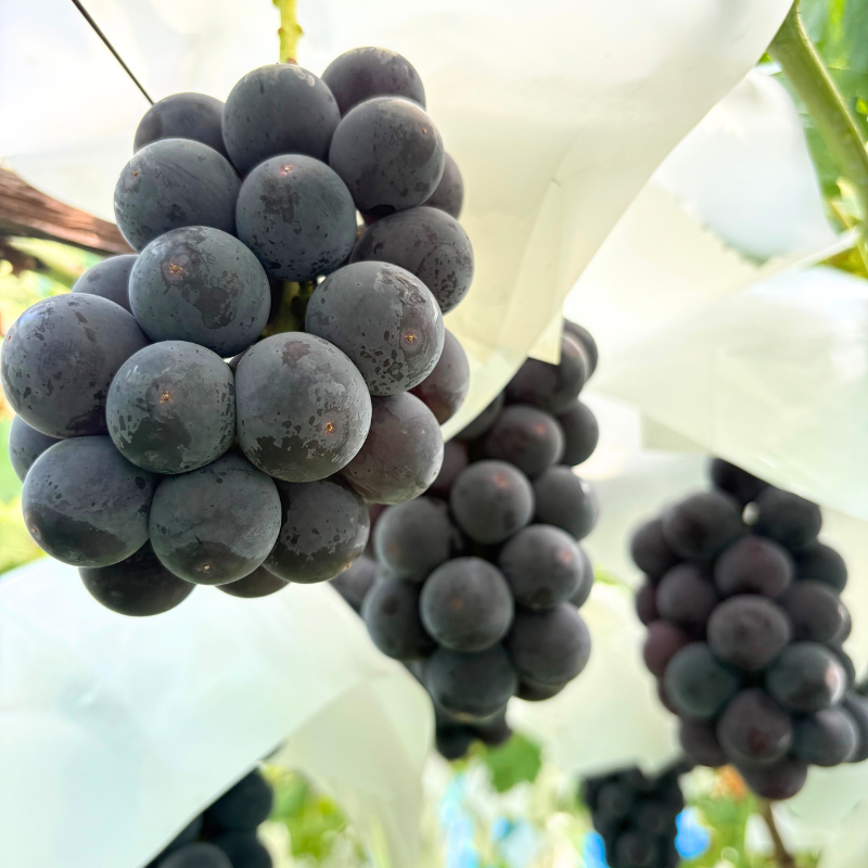 ��ͽ�����䡿������ľ����Ĺ��� ��̵������ 3.2kg��(���츩��Υ���ϰ������Բġ� 9����ܰʹߤ���缡ȯ��