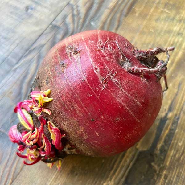 ���५�åȥӡ��� 200g��5�ѥå� ������(���졦Υ������1,090��)