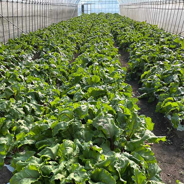 ���५�åȥӡ��� 200g��5�ѥå� ������(���졦Υ������1,090��)