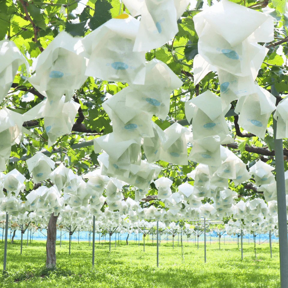 ��ͽ�����䡿���̸���åץ�ߥ��ॻ�쥯����� ��ʤ�������1˼�ʶ�Ȣ���������� �ʲ��츩��Υ���ϰ������Բġ� 9���ܰʹߤ���缡ȯ��