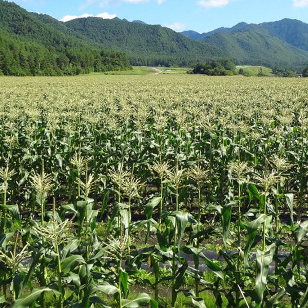 ��300P�Ը���ۡں���������Ͻ�λ���ޤ����ۤȤ������������10�ܥ��å� (���츩��Υ���ϰ������Բ�) �Ť� ī�Τ� Ĺ��� ���� �� �ȥ�������� ����ӥ� ���渵 ���渵 ���ե�