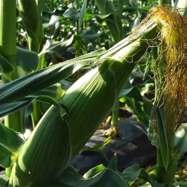 ��300P�Ը���ۡں���������Ͻ�λ���ޤ����ۤȤ������������10�ܥ��å� (���츩��Υ���ϰ������Բ�) �Ť� ī�Τ� Ĺ��� ���� �� �ȥ�������� ����ӥ� ���渵 ���渵 ���ե�