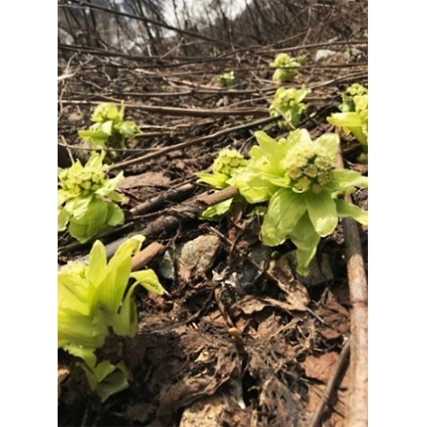 ̣�襤�ߤ����� 150g��3�� ������(��������870��)