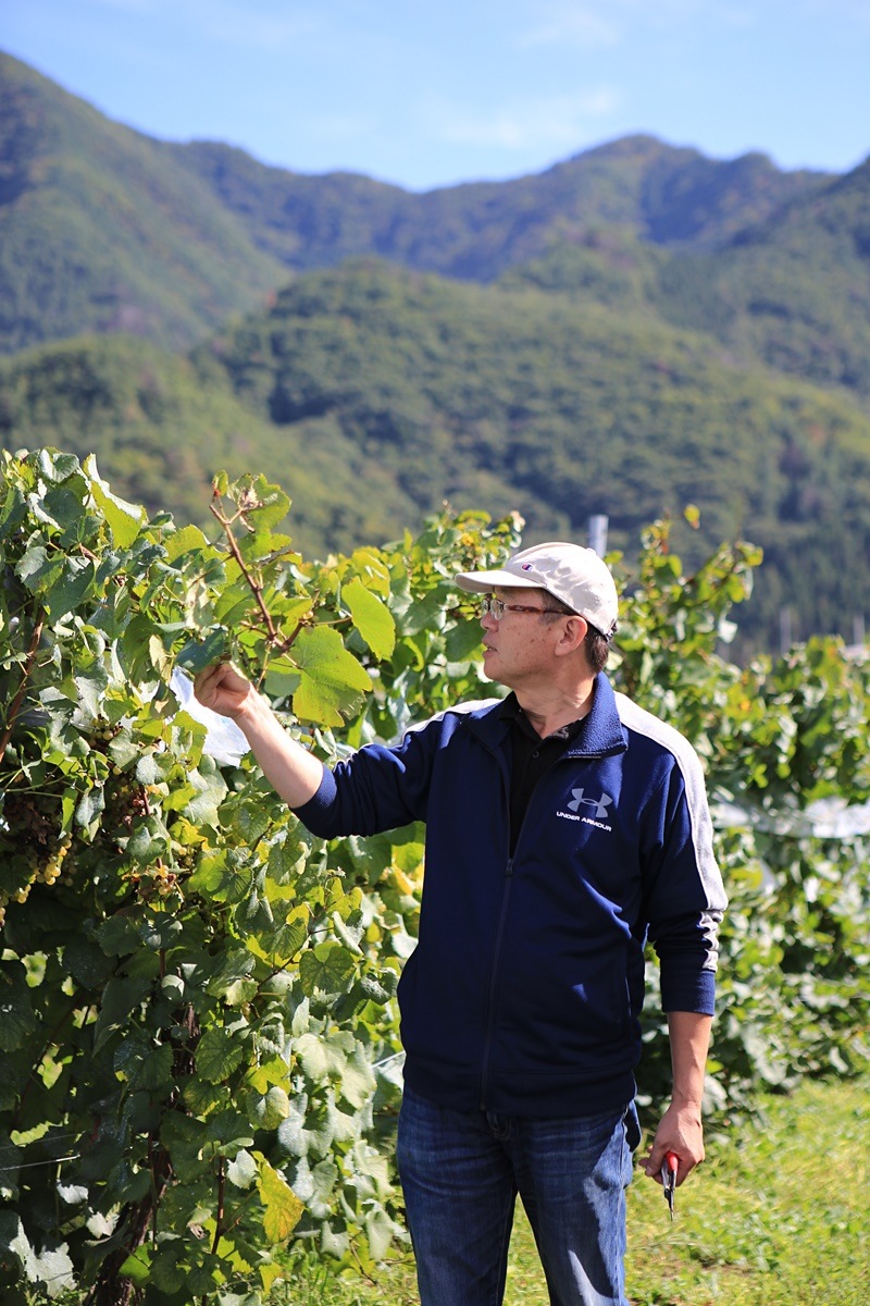 ��ͽ�����䳫�ϡ� �磻�ʥ꡼���Ĥ��ä��ʥ��Υѡ��ץ���2kg(3˼��5˼���������� �ʲ��츩��Υ���ϰ������Բġˡڣ�����ܰʹ߽в�ͽ��� Ĺ��ѡ��ץ�  �֤ɤ� Ĺ�� ���� ��ʪ �ե롼�� ��ƺ